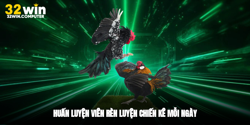 Huấn luyện viên rèn luyện chiến kê mỗi ngày