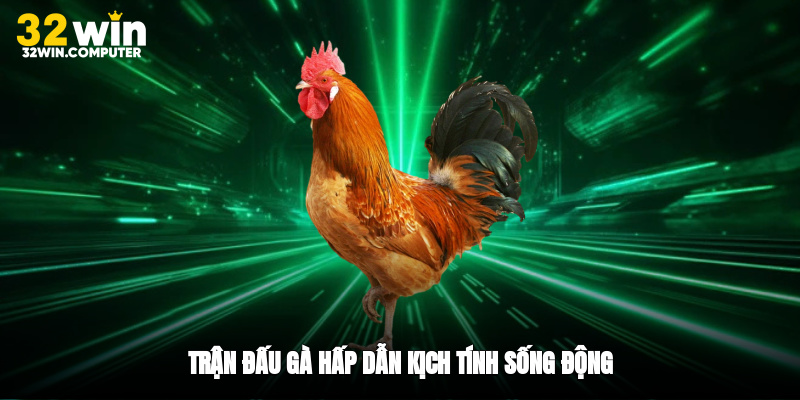 Trận đấu gà hấp dẫn kịch tính sống động